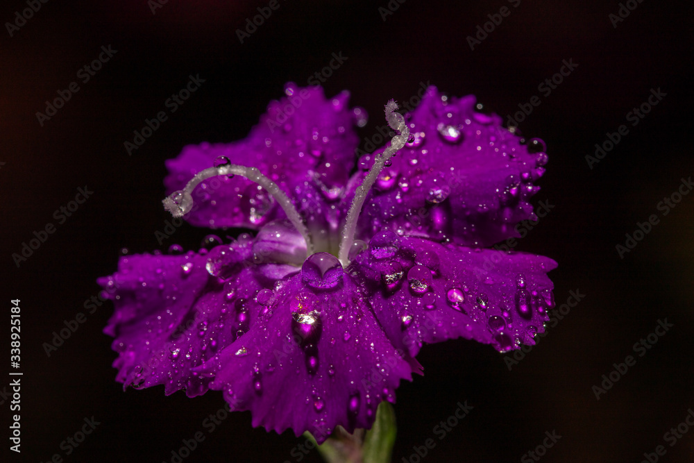 Purple flower with water