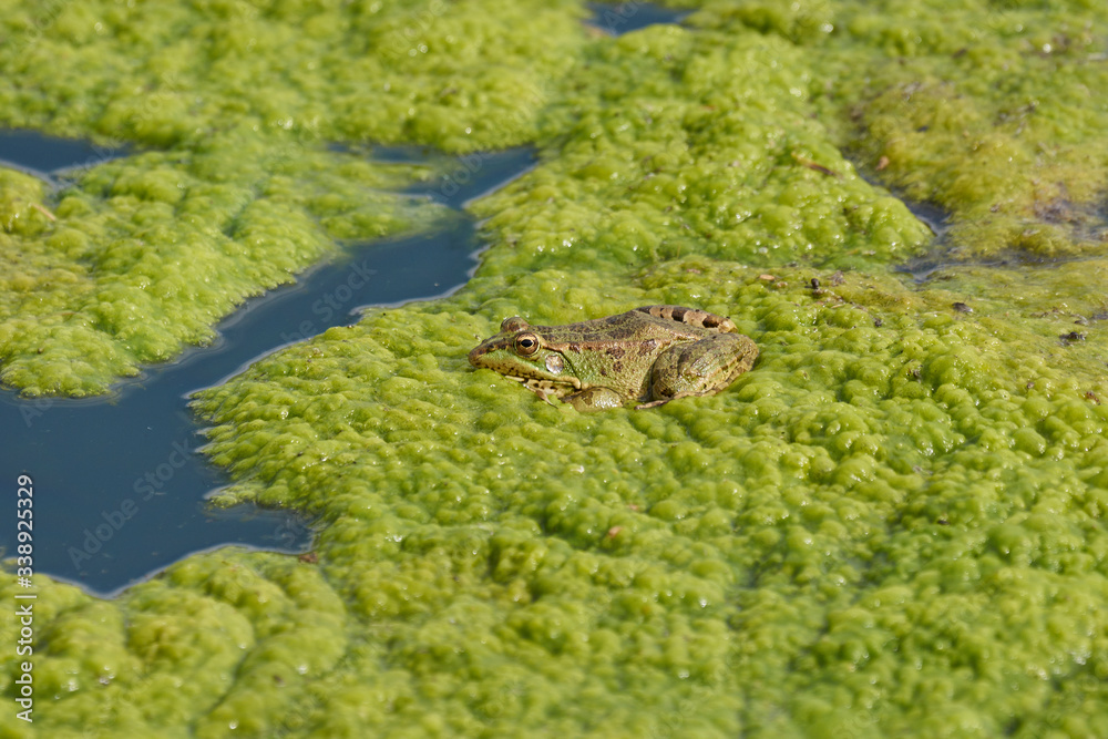 green frog on seaweed waiting to hunt, Antequera. Malaga