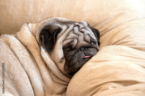 Little dog puppy lie on a pillow © Valeriia