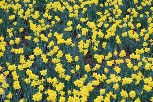 Daffodil flowers in bloom, full frame