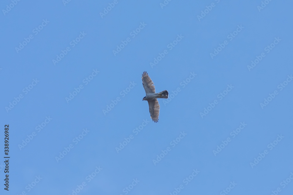 The adult male Northern goshawk in the sky The adult male Northern goshawk in the sky