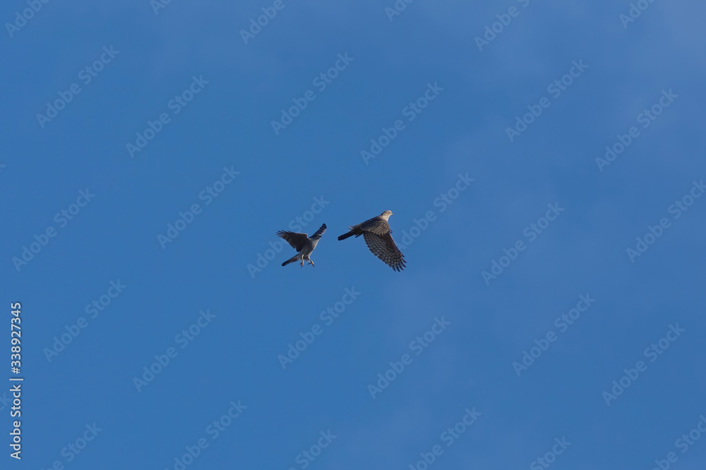 Adult male and young female Northern goshawk Adult male and young female Northern goshawk