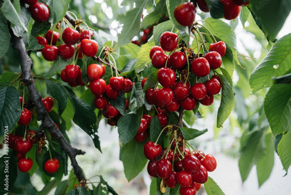 Obraz premium Ripe bunches of red cherries on the branches of a tree