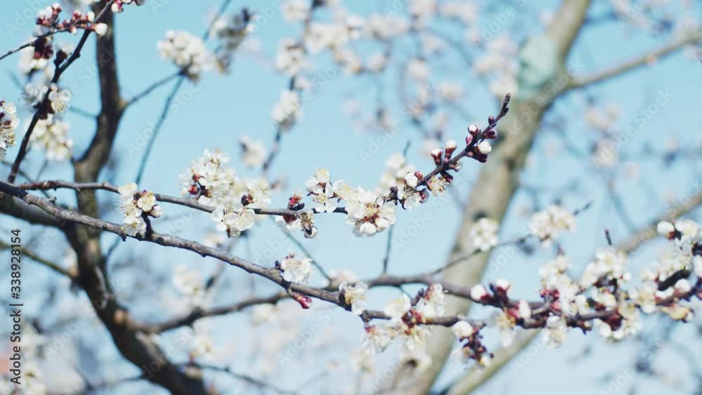 Brunch of blooming plum, shallow depth of field, slow motion Brunch of blooming plum, shallow depth of field, slow motion