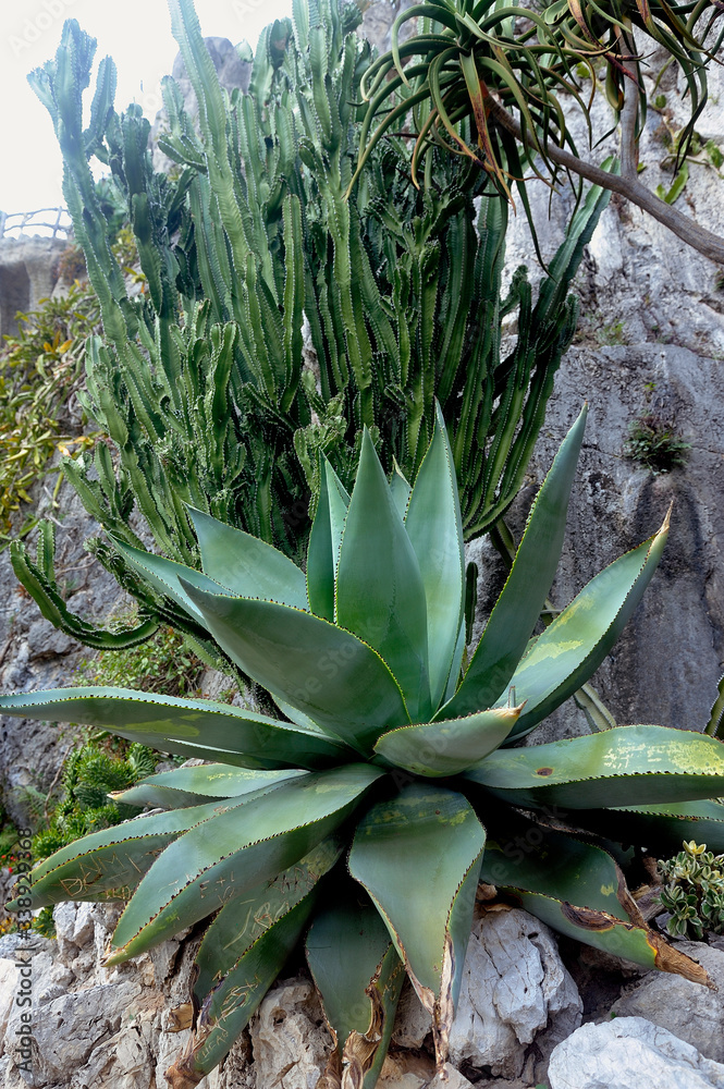 Visit the exotic garden of Monaco where there are huge collections of cacti and succulents Visit the exotic garden of Monaco where there are huge collections of cacti and succulents