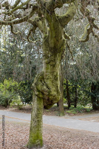 Baum