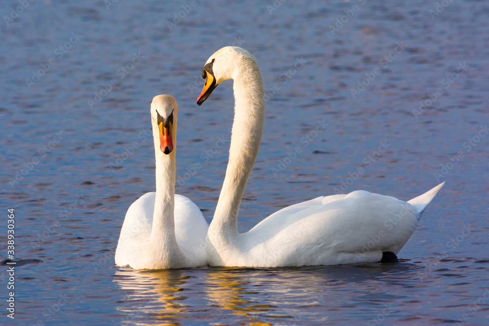 Beautiful Picture of two white swans in love swiming on the lake in the spring sunny day before nesting. White swan is symbol of peace, love and fidelity. Example of european nature Beautiful Picture of two white swans in love swiming on the lake in the spring sunny day before nesting. White swan is symbol of peace, love and fidelity. Example of european nature