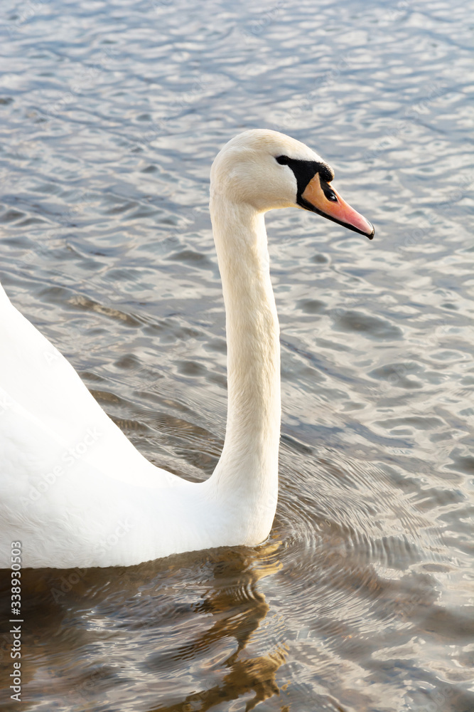 Obraz premium Closeup Profile portrait of white swan and blue water on a sunny day with sunset light. Wildlife Background