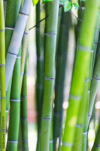 Fototapeta Naklejka Na Ścianę i Meble -  Bamboo background. Green bamboo stems on soft blurred background. Juicy green plants. Beautiful natural botanical photography
