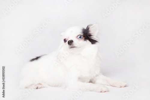 Beautiful long hair Chihuahua teacup posing, isolated on a white background. © Sonia