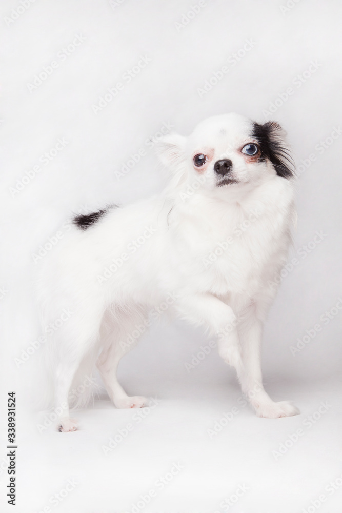 Beautiful long hair Chihuahua teacup posing, isolated on a white background.