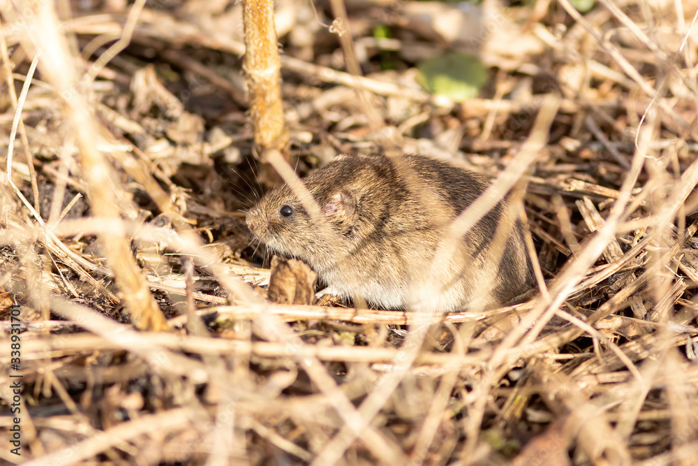 The wild mouse is eating grass on the ground The wild mouse is eating grass on the ground