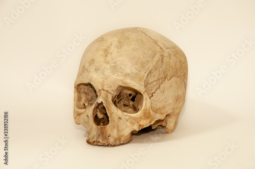 human skull on a white background