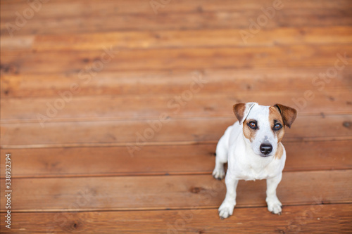 Dog at on wooden floor