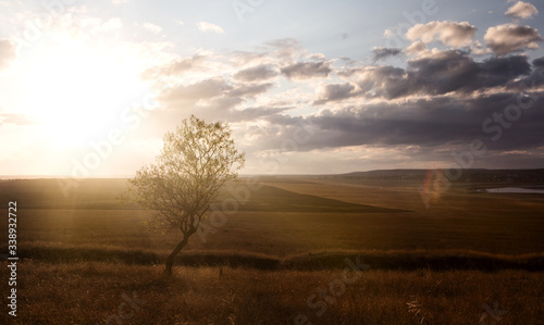 Landscape. Lonely tree in the sun. There are clouds in the sky.