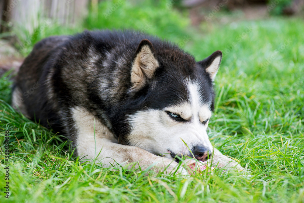 Black and white Siberian husky eats bone on meadow. Dog breed Siberian Husky on the green grass