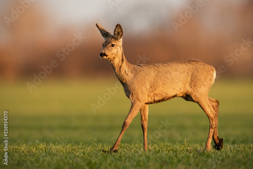 Curious roe deer, capreolus capreolus, doe walking on muddy green field in soft morning light at sunrise. Cute wild mammal with brown fur in fresh vivid nature.
