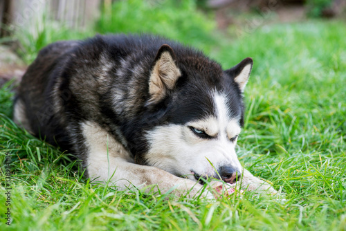 Black and white Siberian husky eats bone on meadow. Dog breed Siberian Husky on the green grass