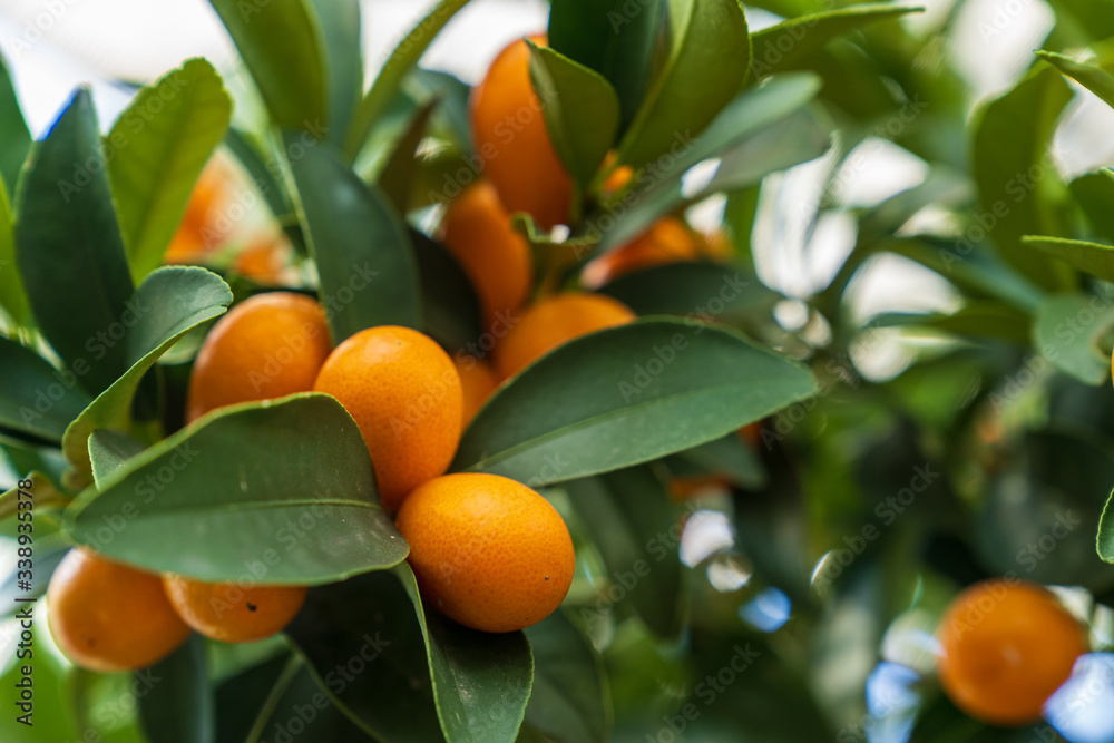 Close-up of a mandarin tree with ripe fruits Close-up of a mandarin tree with ripe fruits