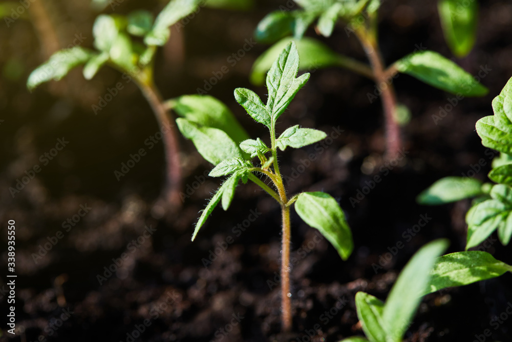 Seedling tomato in tray for sprout in greenhouse growing in the sun rays Seedling tomato in tray for sprout in greenhouse growing in the sun rays