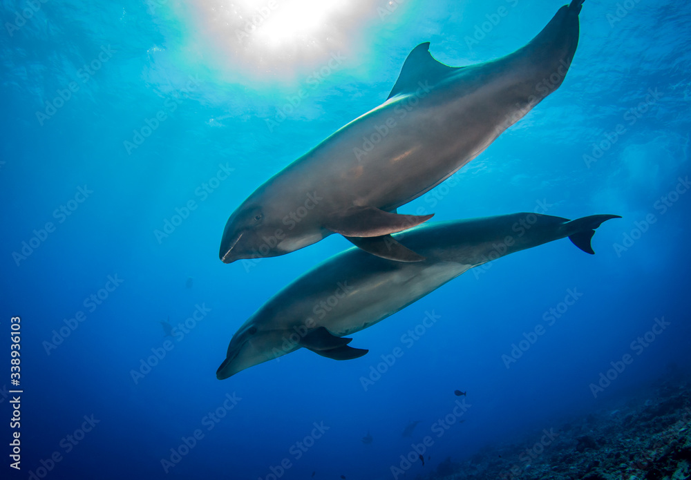 Dolphins in the blue