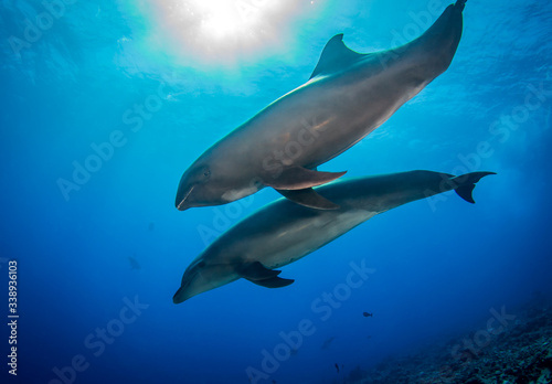 Dolphins in the blue