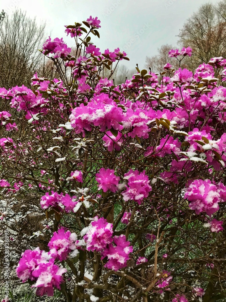 Obraz premium Pink flowered Bush with Snow 