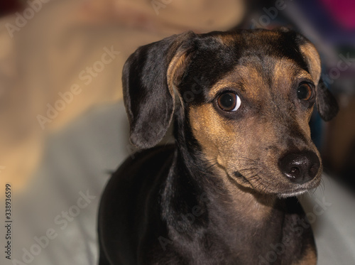 close up of a dog