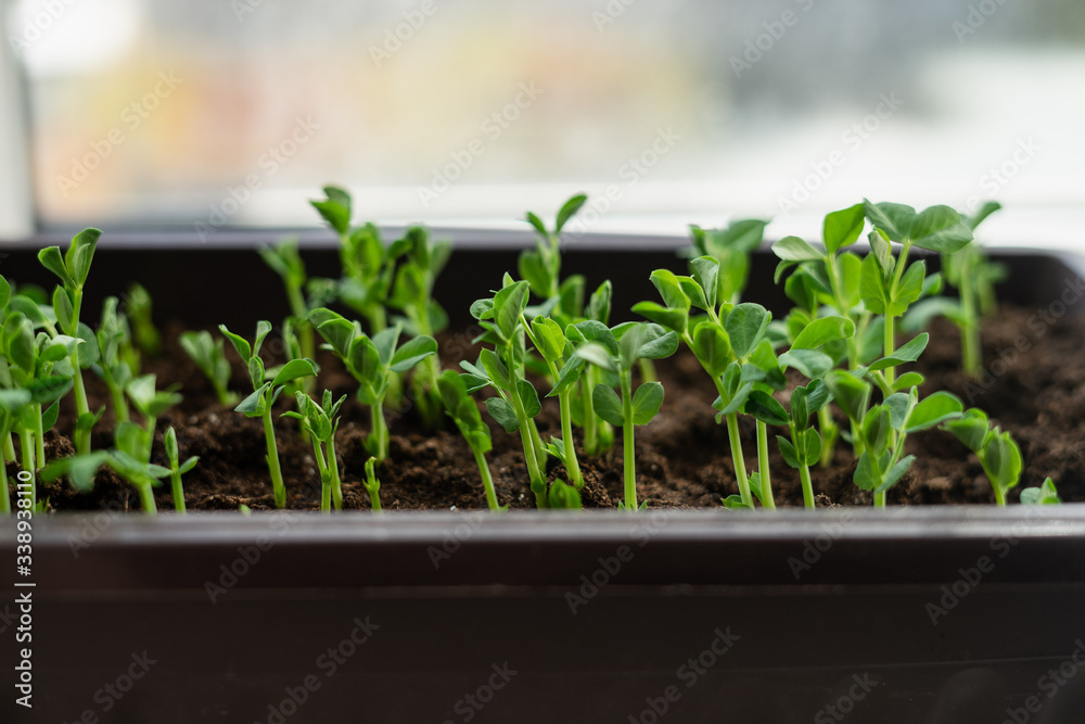 Pea sprouts Pea sprouts