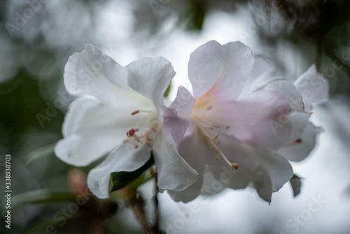 A closeup on a blooming white-pinkish rhododendron photo