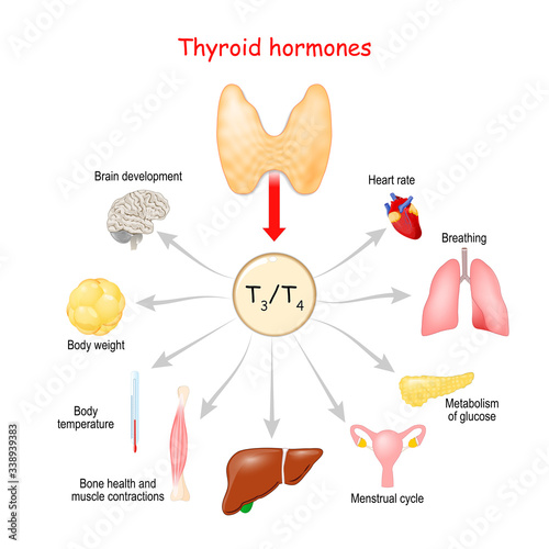Hormones. of the hyroid gland