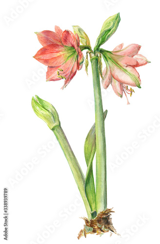 Watercolor on white  Peach hippeastrum  amaryllis 