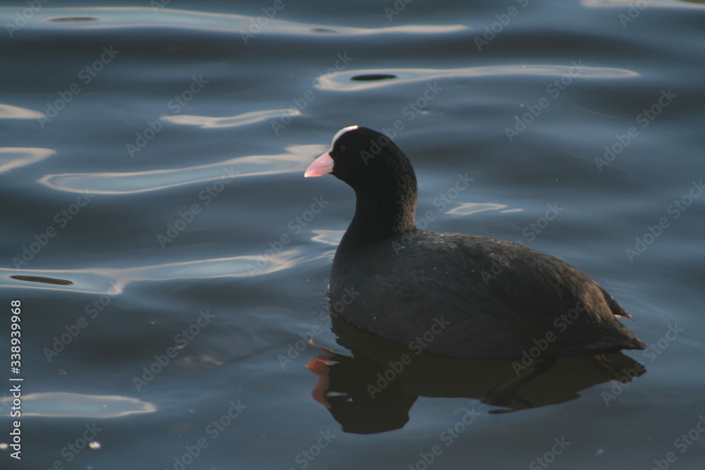Eurasian coot (Fulica atra) portrait on winter pond, captured in Belarus Eurasian coot (Fulica atra) portrait on winter pond, captured in Belarus