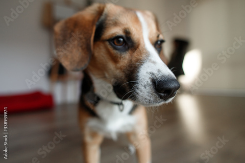 beautiful beagle dog breed in the room