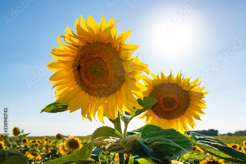 Sunflowers against vivid sky