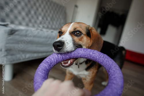 Beagle breed dog is playing with toys