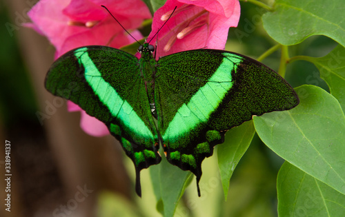 butterfly on leaf