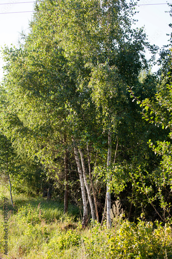 Clump of white birch like trees at edge of Polish National Forest. Zawady Gmina Rzeczyca Poland