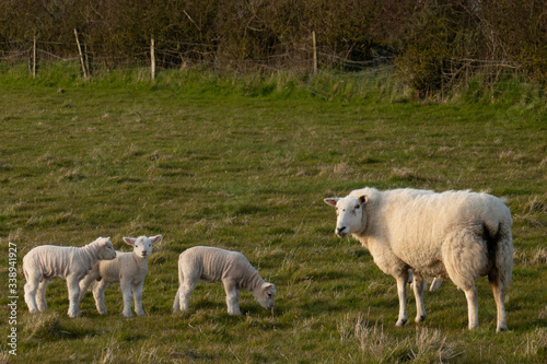 Sheep with Lambs Springtime Vale of Glamorgan South Wales UK