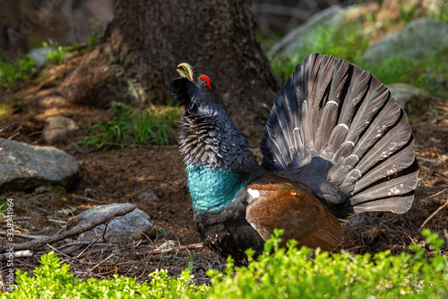 Endangered western capercaillie, tetrao urogallus, lit by the sun with bilberry in the foreground. Wood grouse showing off and calling during the courting season. Impressive bird with open tail.