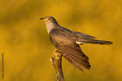 Male common cuckoo, cuculus canorus, displaying and holding wings low at sunset in summer. Proud bird strutting with copy space from profile. Animal wildlife in colorful nature. © WildMedia