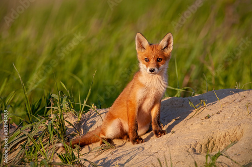 Adorable little red fox, vulpes vulpes, cub sitting in front of den in spring nature with copy space. Little animal baby with attentive look at sunset with blurred green background.