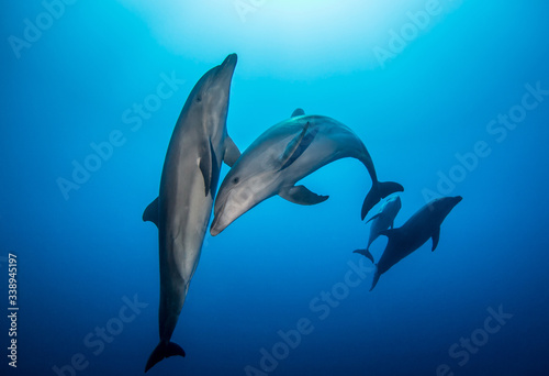 Dolphins in the blue