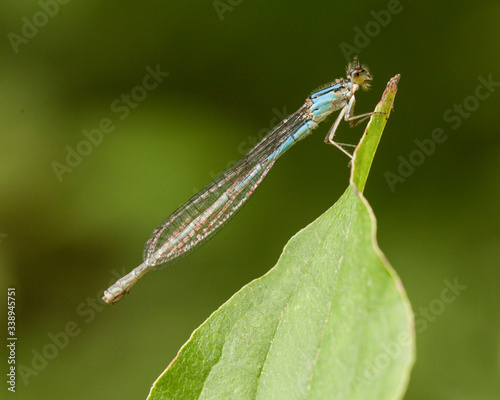 Profile of a blue dragonfly standing on a leaf.