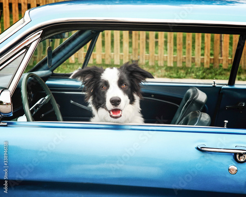 A black and white collie dog sitting in the front seat of a blue car. © Spring