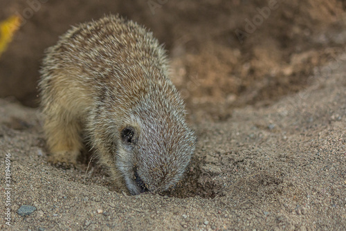 The meerkat (Suricata suricatta) digs a hole