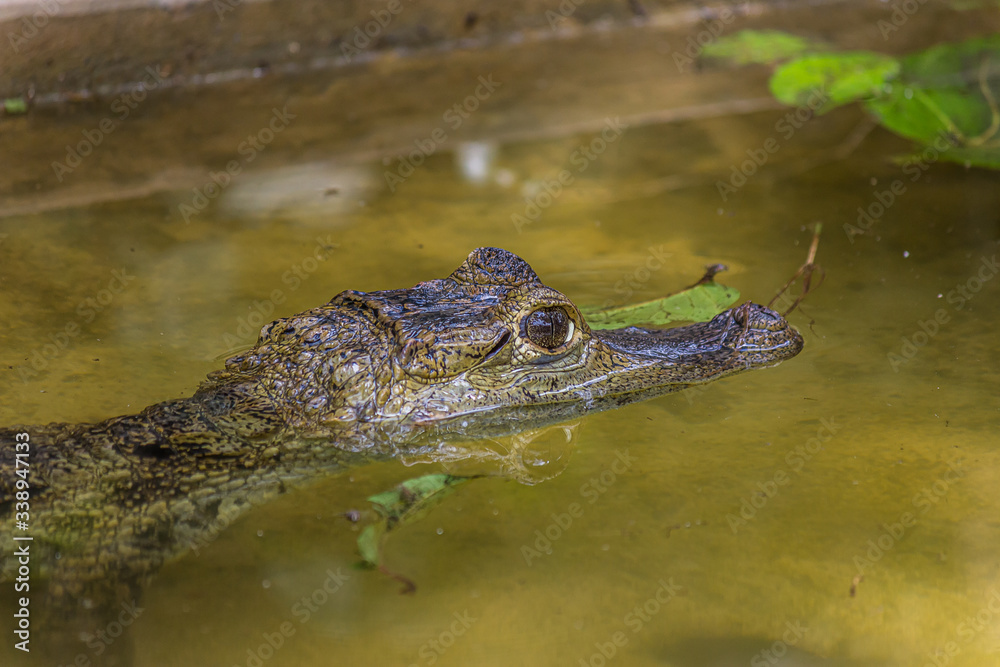 The American crocodile (Crocodylus acutus) is a species of crocodilian found in the Neotropics The American crocodile (Crocodylus acutus) is a species of crocodilian found in the Neotropics