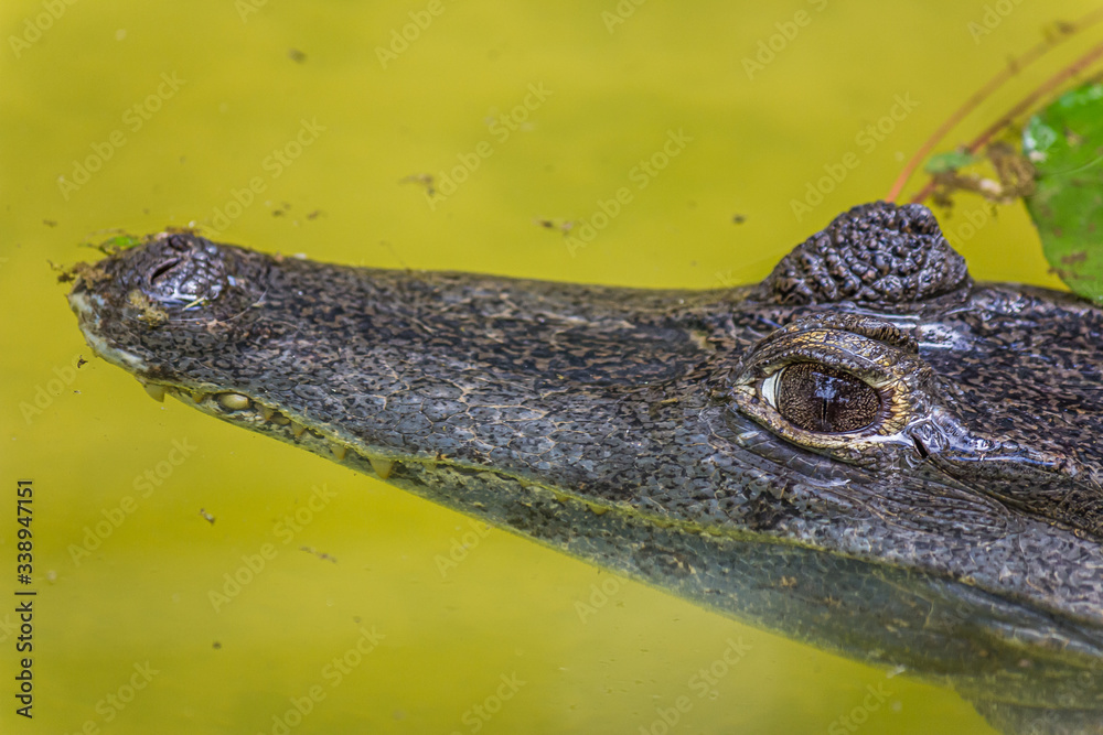 The American crocodile (Crocodylus acutus) is a species of crocodilian found in the Neotropics The American crocodile (Crocodylus acutus) is a species of crocodilian found in the Neotropics