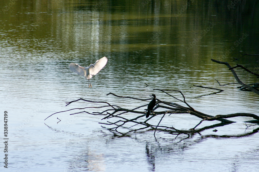 A white heron coming in for a landing near a black heron. A white heron coming in for a landing near a black heron.