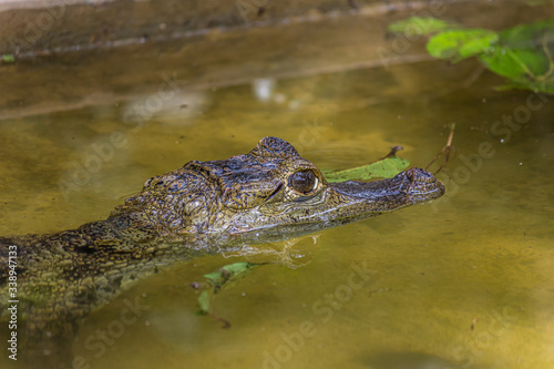The American crocodile (Crocodylus acutus) is a species of crocodilian found in the Neotropics